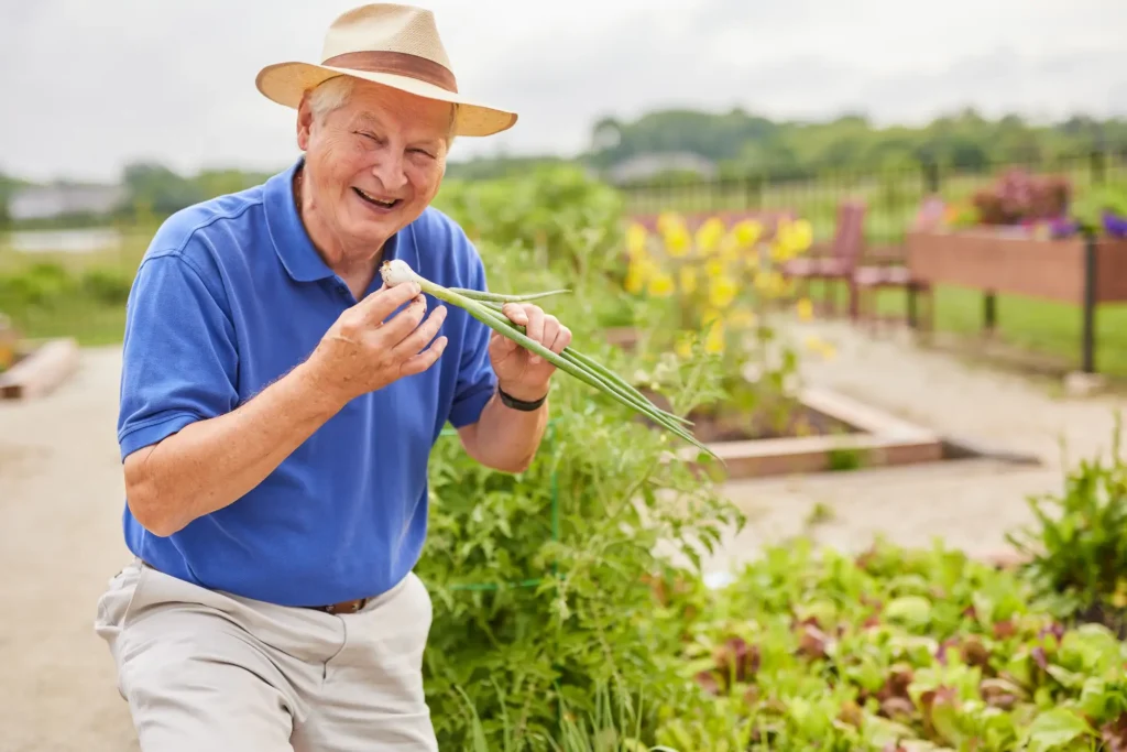 Elderly man at Sedgebrook gardening onions and other vegetables which are good activities for seniors 